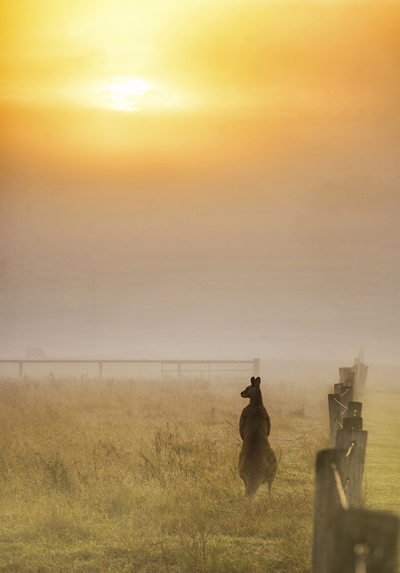 Kangaroo Sunrise